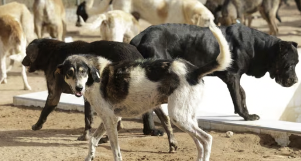 Opinion | Supreme Court’s Stray Dog Order: Time to Put Human Safety First, Not Hypocrisy